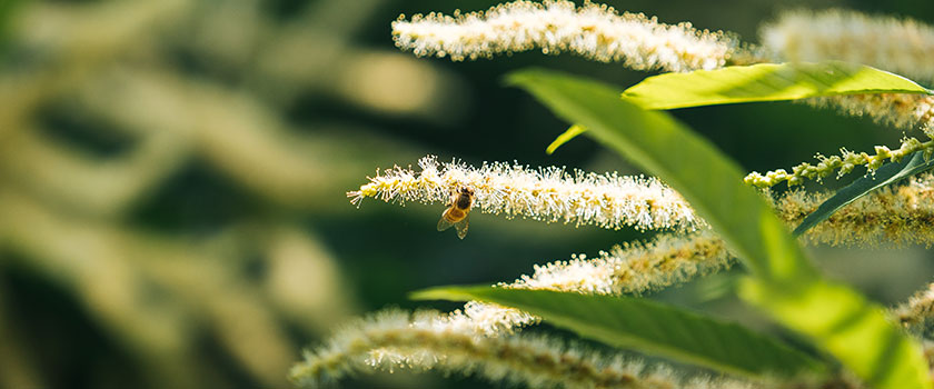 In die Biodiversität investieren - warum jetzt und wie