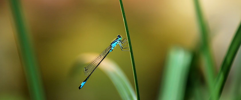 «Netto Null und Biodiversität hängen zusammen»