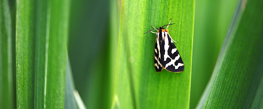 Stratégie d’impact: répondre aux enjeux de la biodiversité