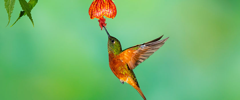 Biodiversity: the new driving force behind responsible investing