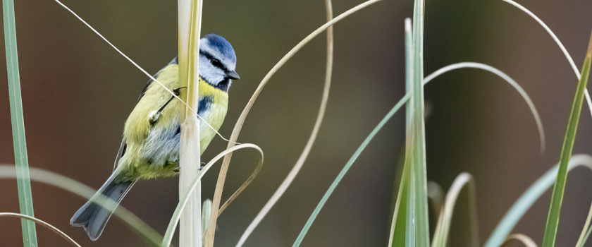 Growing the conversation around biodiversity