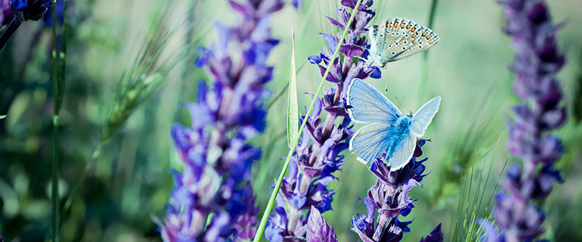From regulation to innovation: the dynamic universe of biodiversity investments
